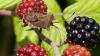 Coreus marginatus